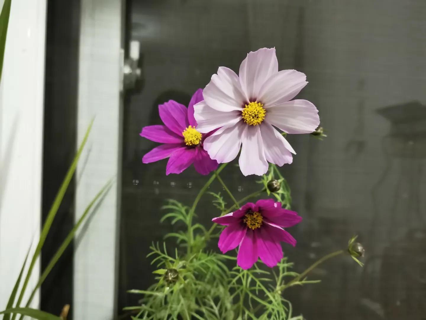格桑花的花语经典片段,格桑花的花语