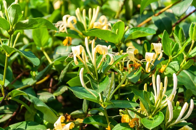 步长清热解毒胶囊功效,清热解毒胶囊功效作用