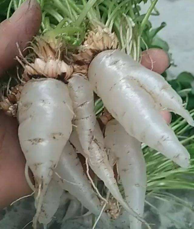 长在土里的水果你能说出几个,有哪几种水果是长在土里的