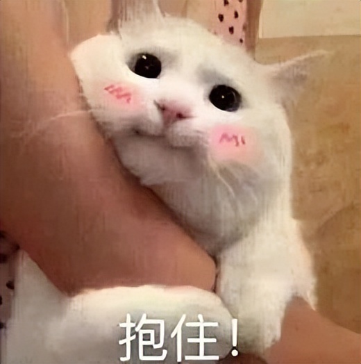 流浪猫被收养的前后对比,流浪猫被收养前后对比照暖心