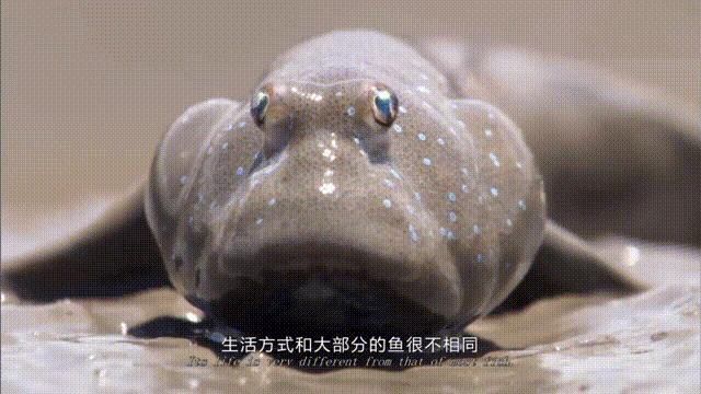 鱼眼睛有没有眼皮,鱼有没有眼皮