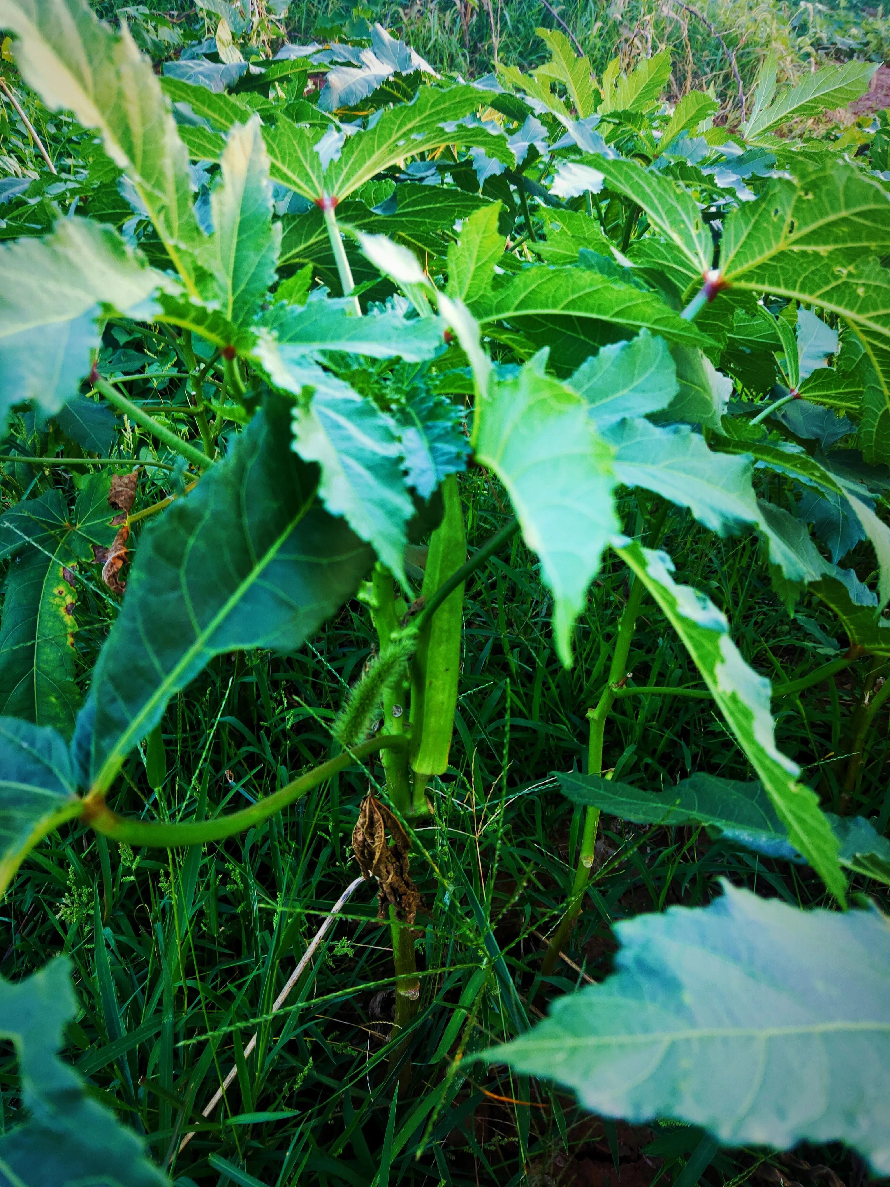 秋葵植物图片,和秋葵很像的一种植物图片