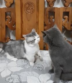 寿命最短的猫排名,寿命最短的猫