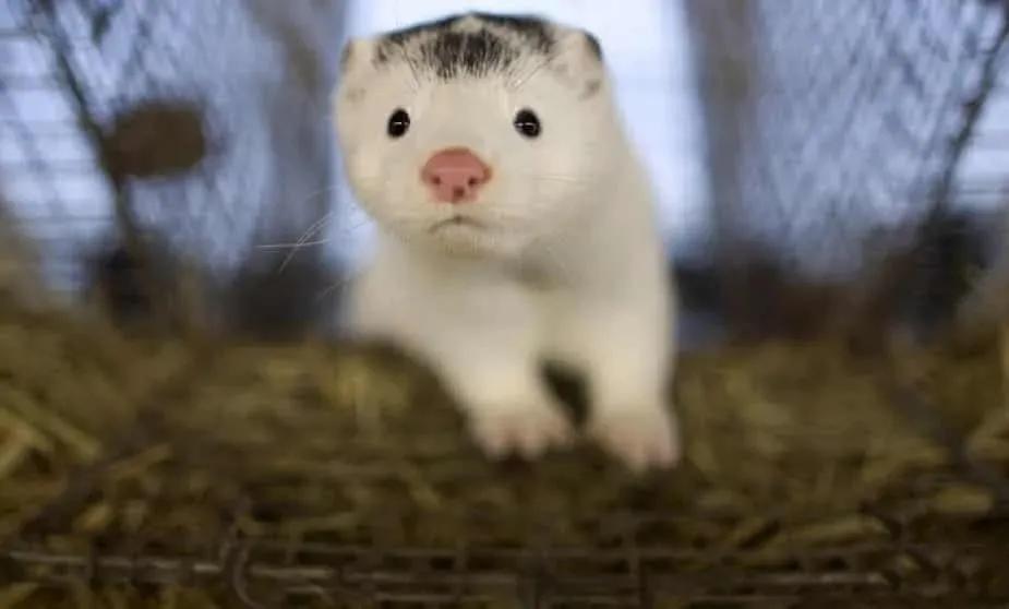 法国禁止饲养动物,意大利禁止产销培养肉