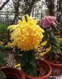 年前买花卉要“买陈不买新”