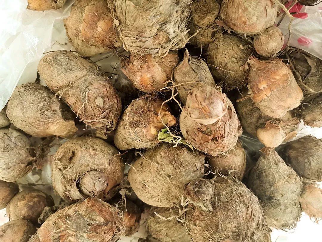 芋头高产窍门,芋头高产高效品种