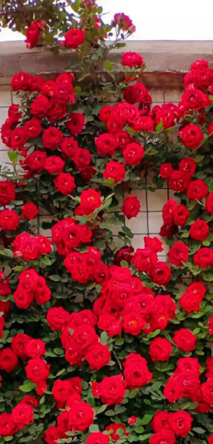 美到极致的月季花图片,仙气十足的月季花图片