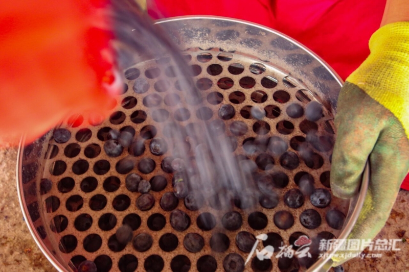 伽师县蓝莓熟了吗,喀什地区伽师县蓝莓