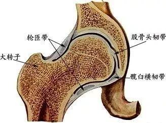 股骨头坏死引起肌肉萎缩会恢复吗,股骨头坏死肌肉萎缩可以恢复吗