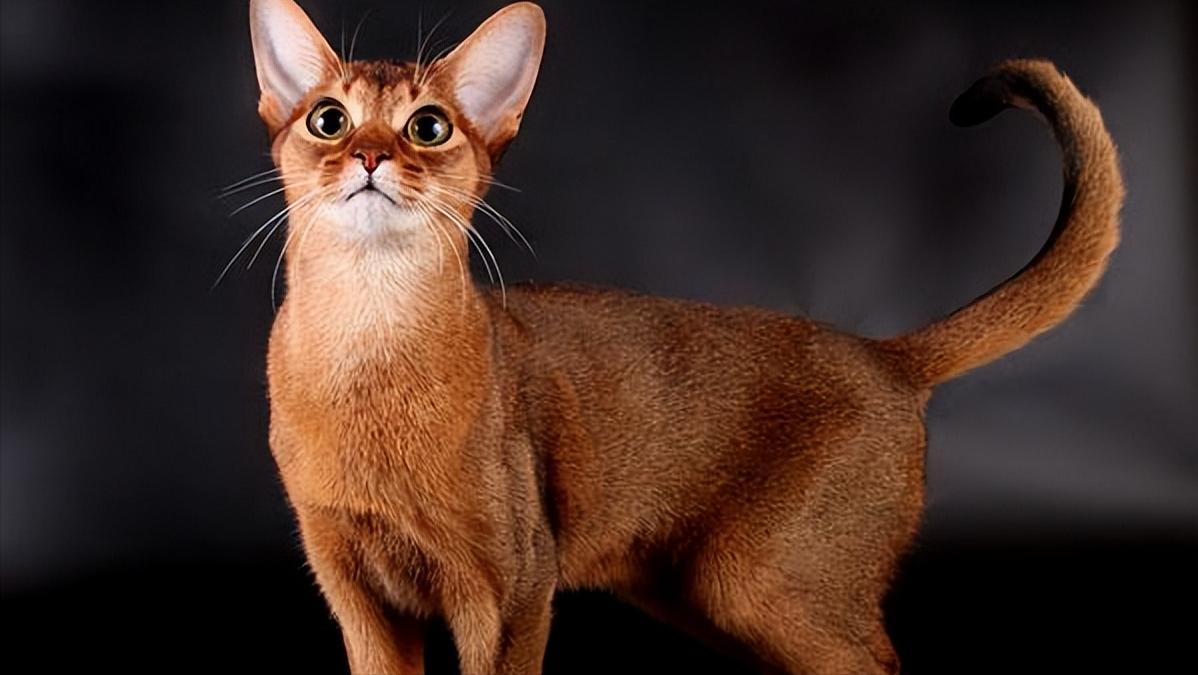 世界名贵猫咪排名前十,世界上最可爱的猫猫前十名