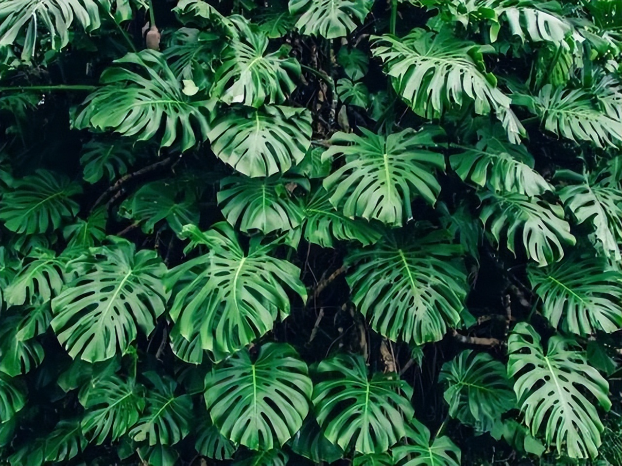 多肉植物能够吸附甲醛,多肉植物有吸甲醛功效吗