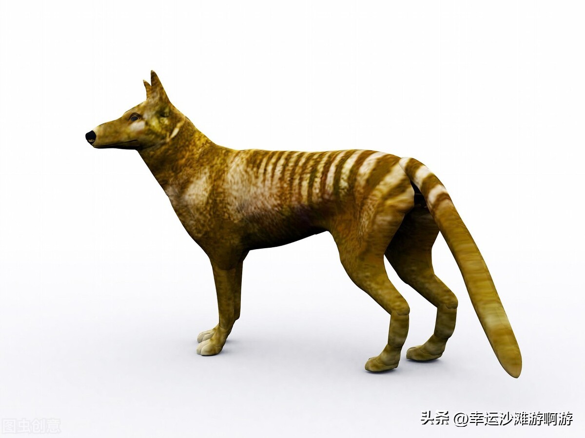 你看过海豚跃起的瞬间吗,你见过海豚湾吗