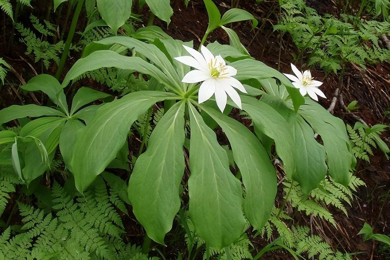 蛇最怕什么农村怎么防蛇,蛇最怕什么东西驱赶