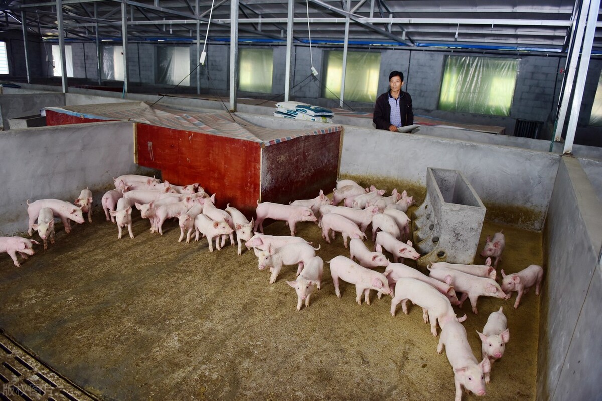 “非洲猪瘟或卷土重来”有真凭实据还是耸人听闻？猪企这样说