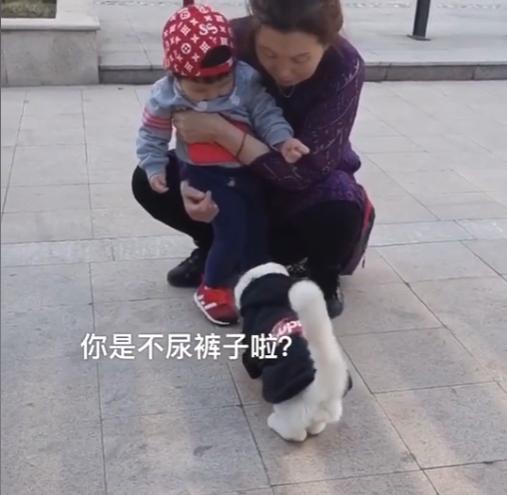 猫界顶流刘二豆,喵界顶流二豆