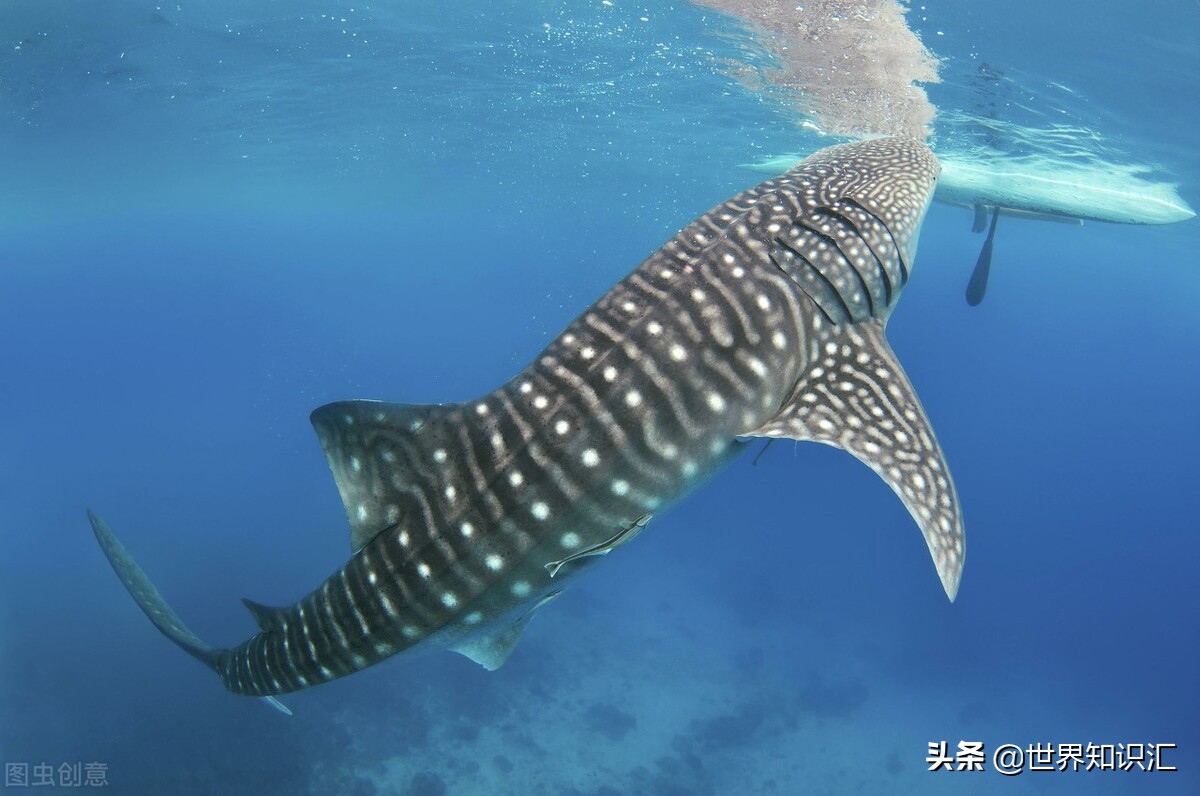 爱尔兰趣事视频,关于爱尔兰的十大知识