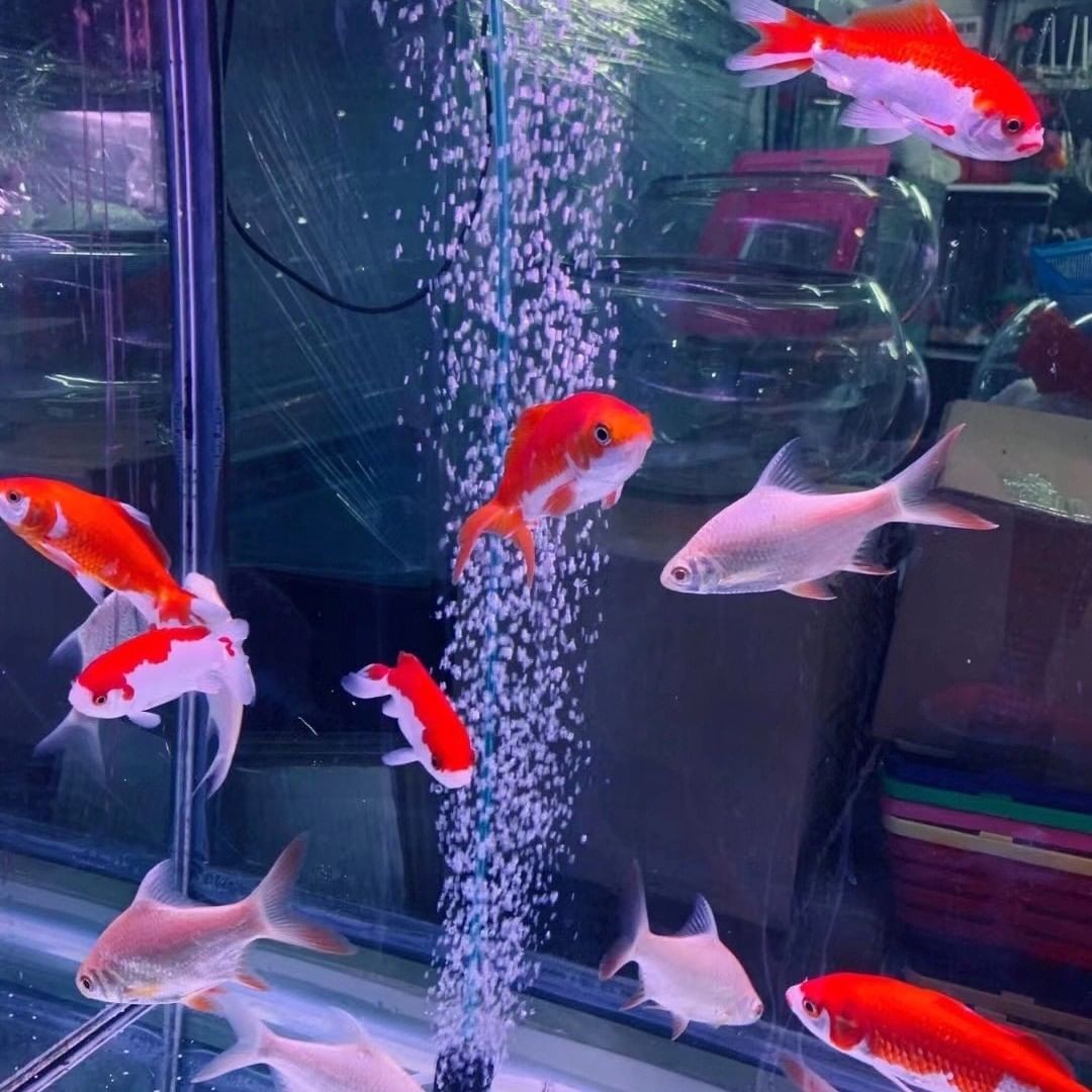 养鱼先养水的秘诀顺口溜,井水养鱼要不要先养水