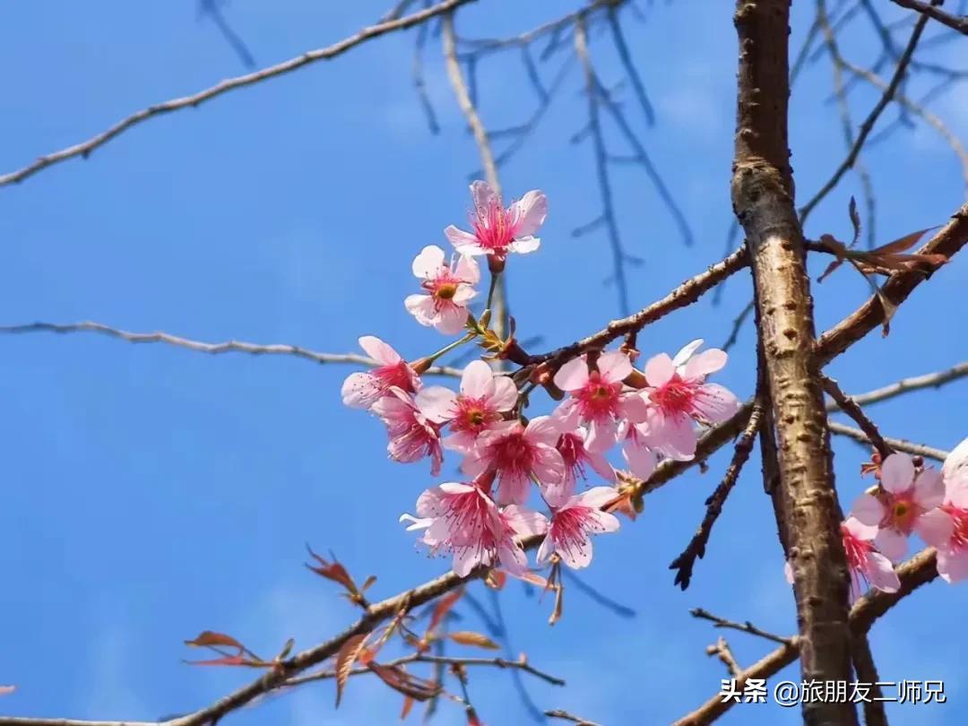 广州花都梯田油菜花,广州徒步赏油菜花路线