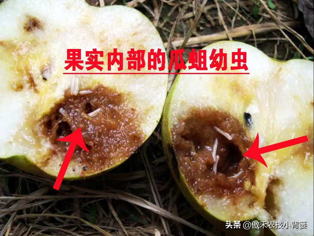 预防瓜果被虫咬的方法,瓜果有虫用什么药物