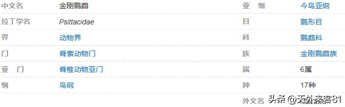 每日一动物：金刚鹦鹉【jīngāngyīngwǔ】