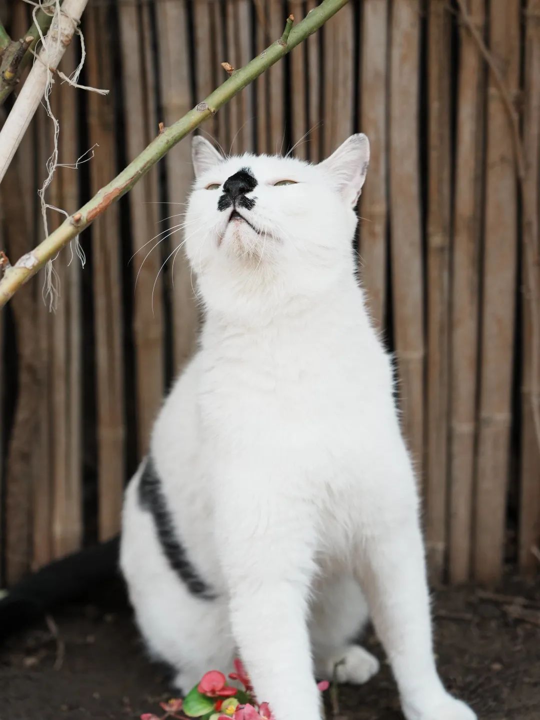 让小猫咪来治愈你,小猫咪可以治愈一切不开心的事情