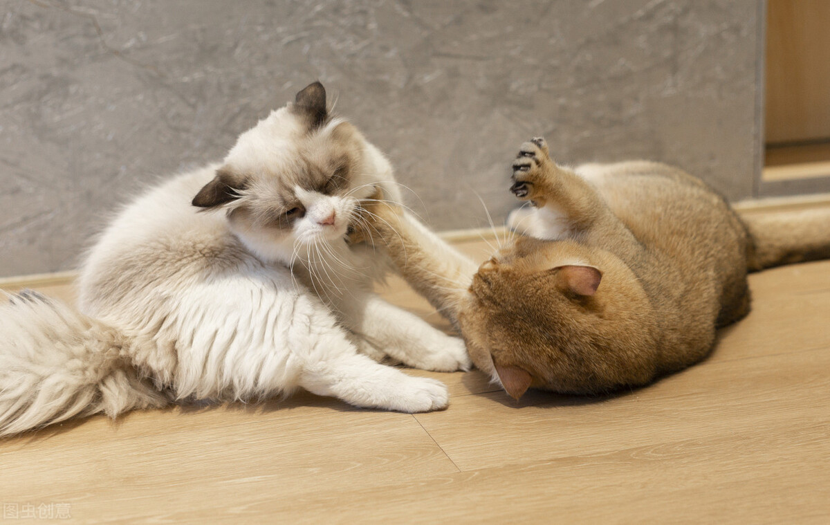 猫打架出血死亡,猫咪打架出血后怎么处理