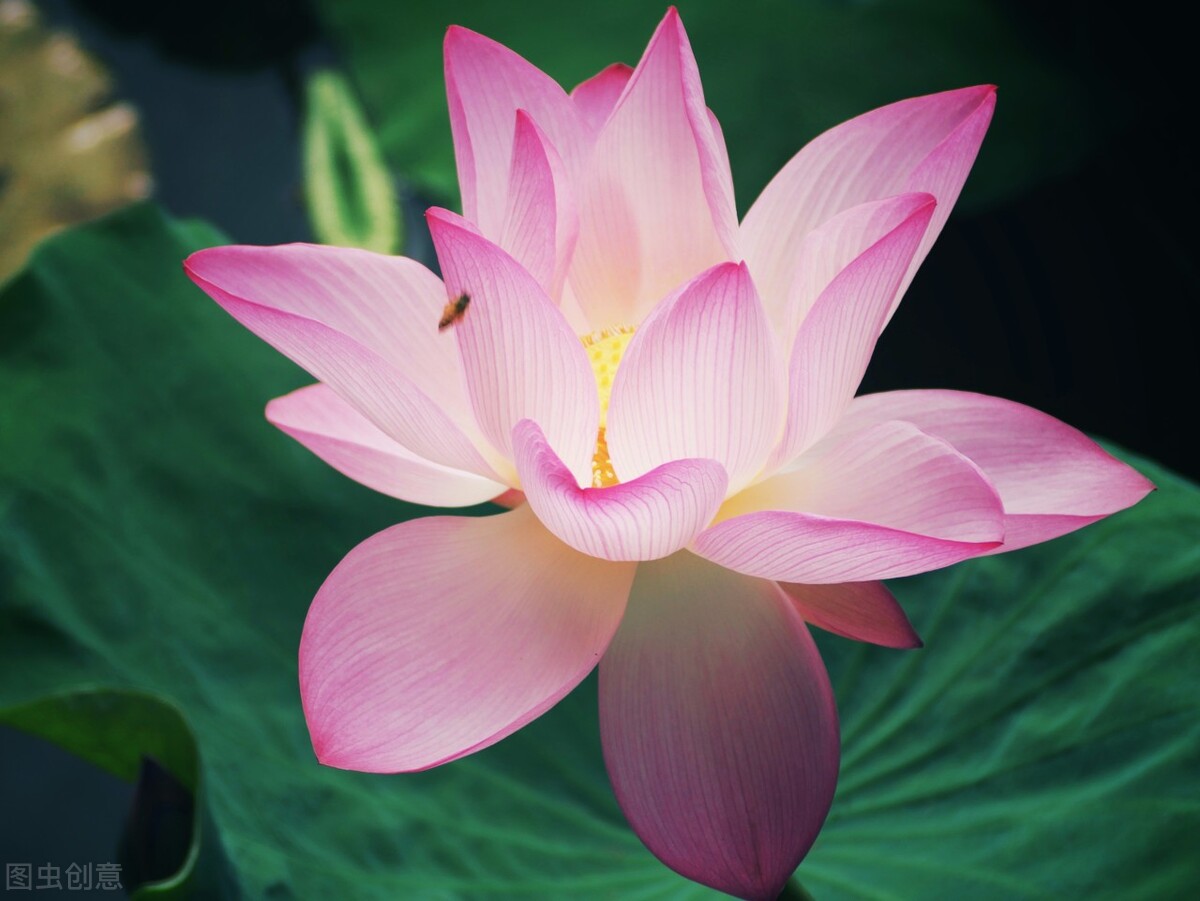 晓出净慈寺送林子方教案设计意图,晓出净慈寺送林子方10分钟教案