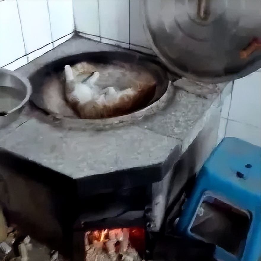 流浪猫和自家猫是怎么取暖的,流浪猫取暖全过程