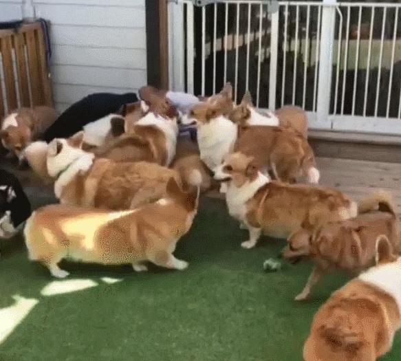 狗狗断甲是不是虐狗,狗狗为何要断尾