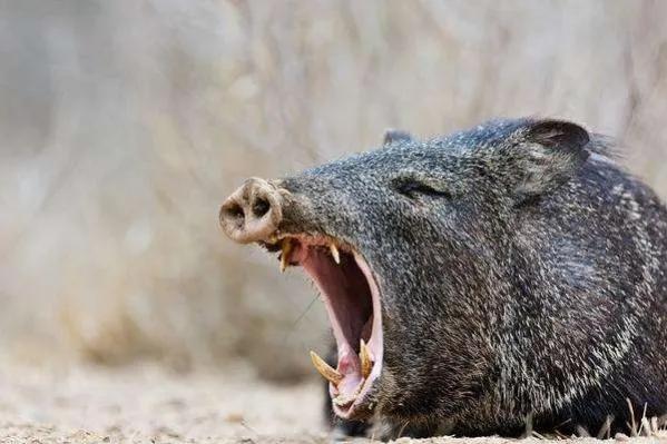 陕西渭南悬赏抓野猪，不让投毒，不许用枪？抓野猪有多危险？