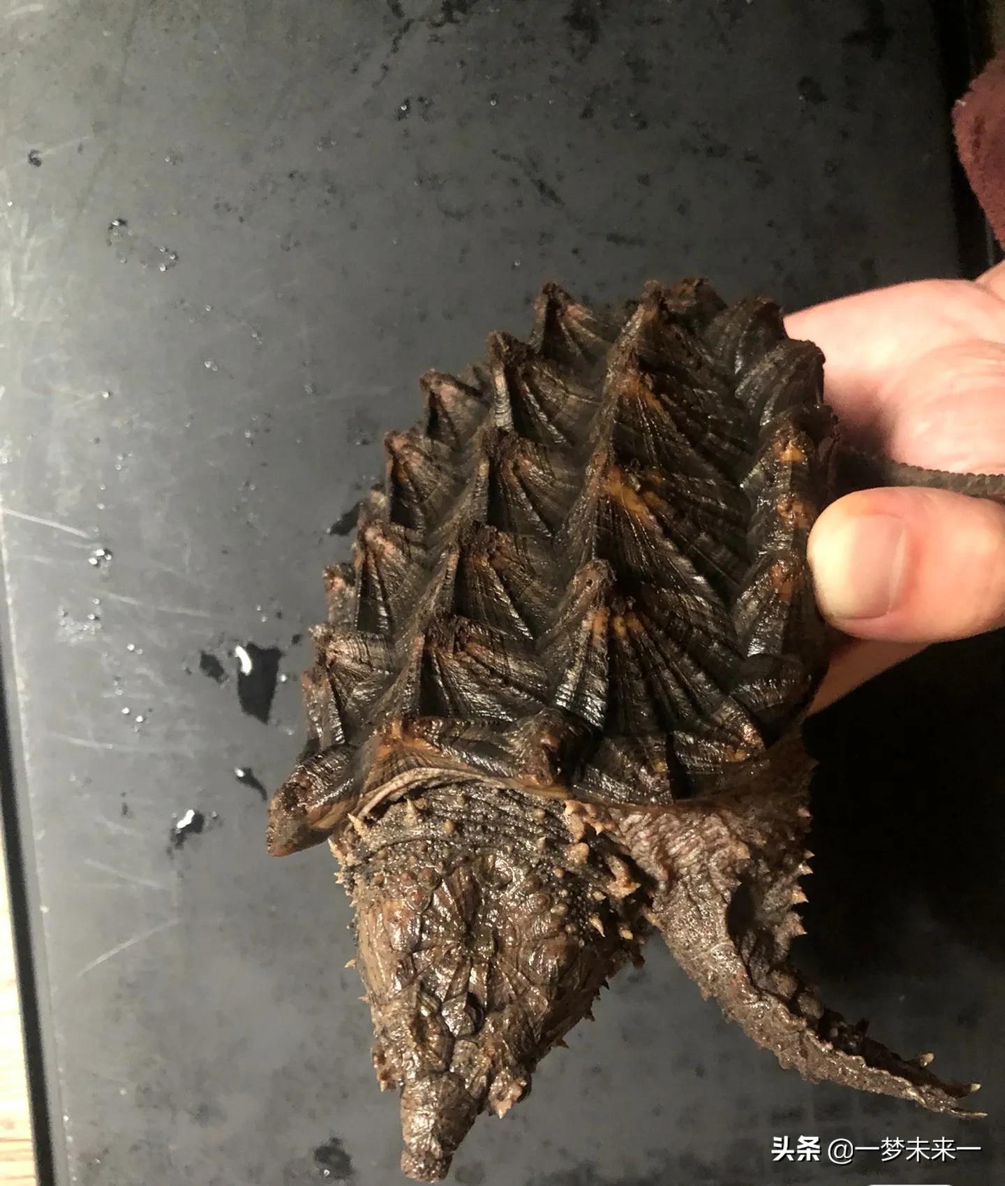 大鳄龟放阳台养还是客厅好,家养鳄龟缸怎么布置