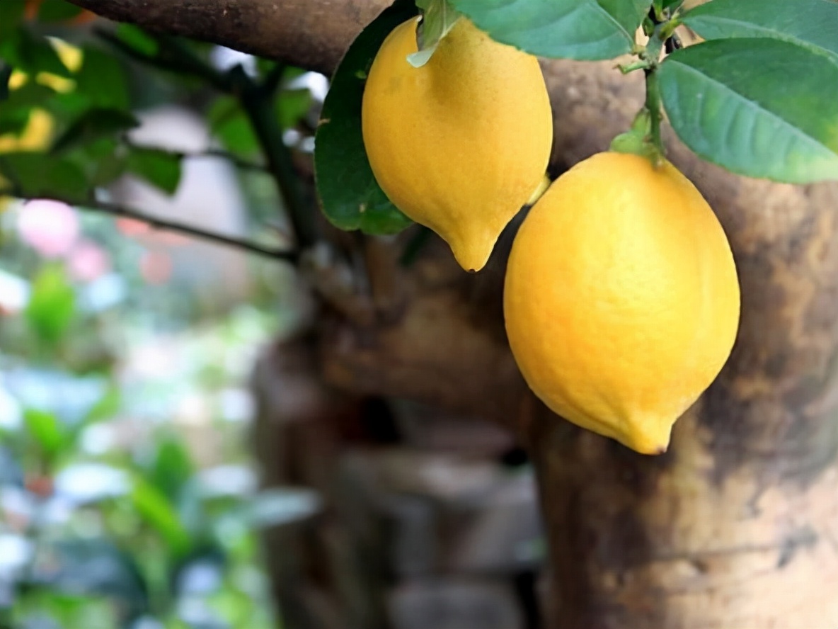新手养柠檬树,懒人吸水花盆柠檬树