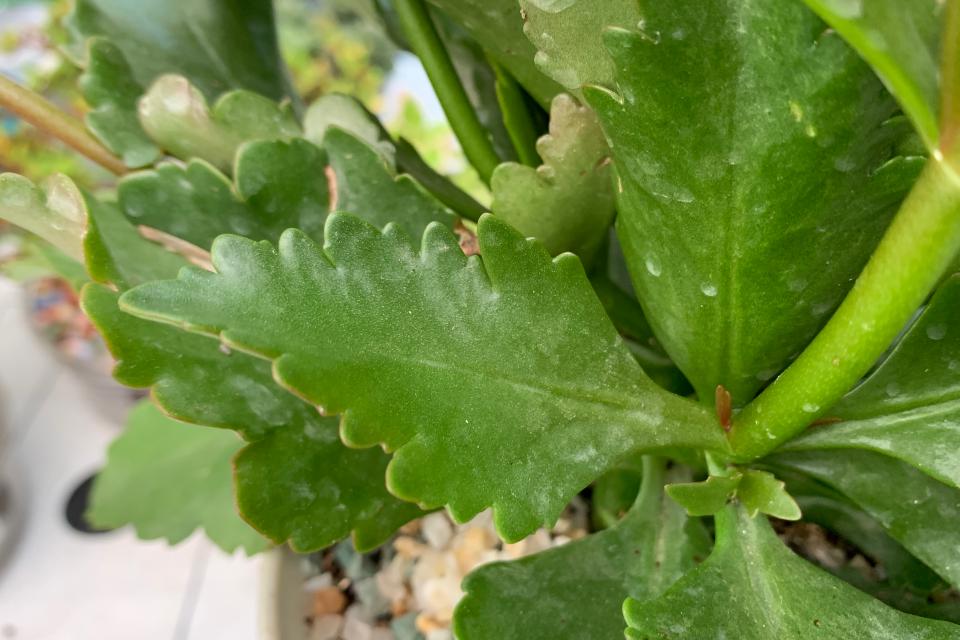 大红色重瓣玫瑰花品种,玫瑰红重瓣长寿花