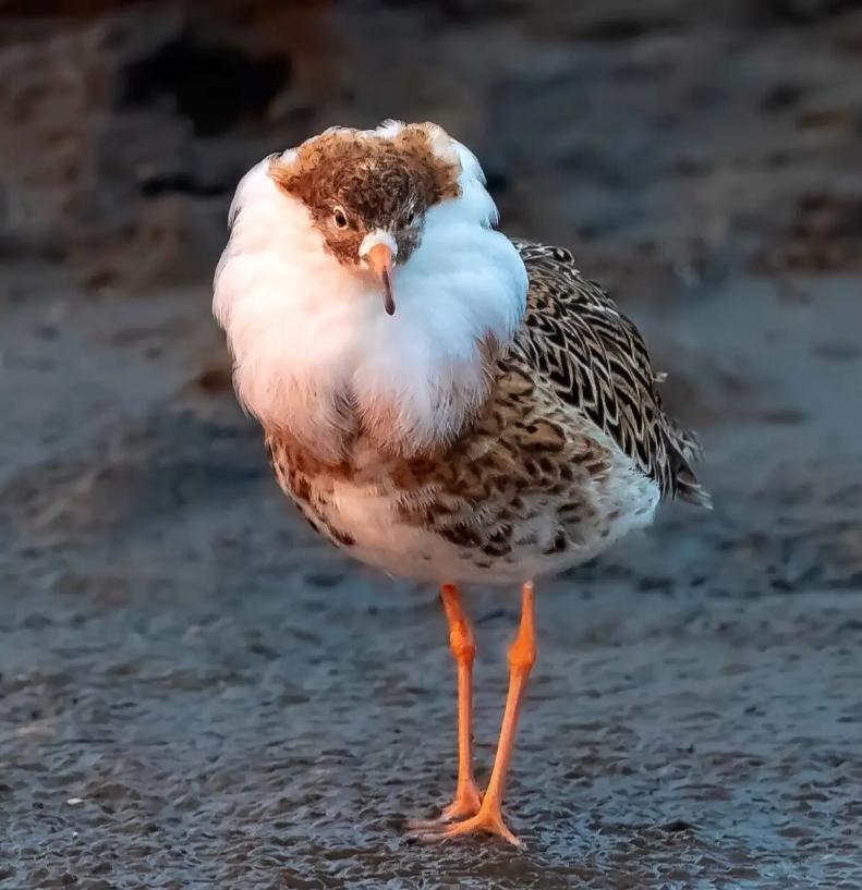 牛津女博士研究百种动物,女博士研究一百多种动物