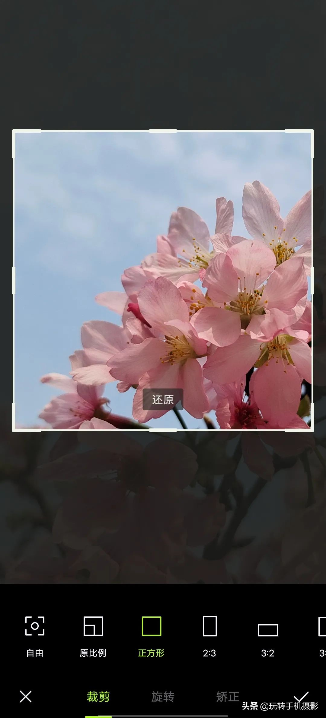 用什么可以拍出美丽花草的照片,6个技巧拍好花卉照片