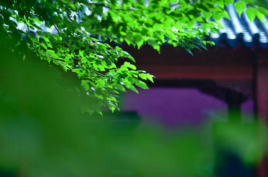 春回夏至秋到冬来的古人诗词,25首夏至诗词送你一夏清凉