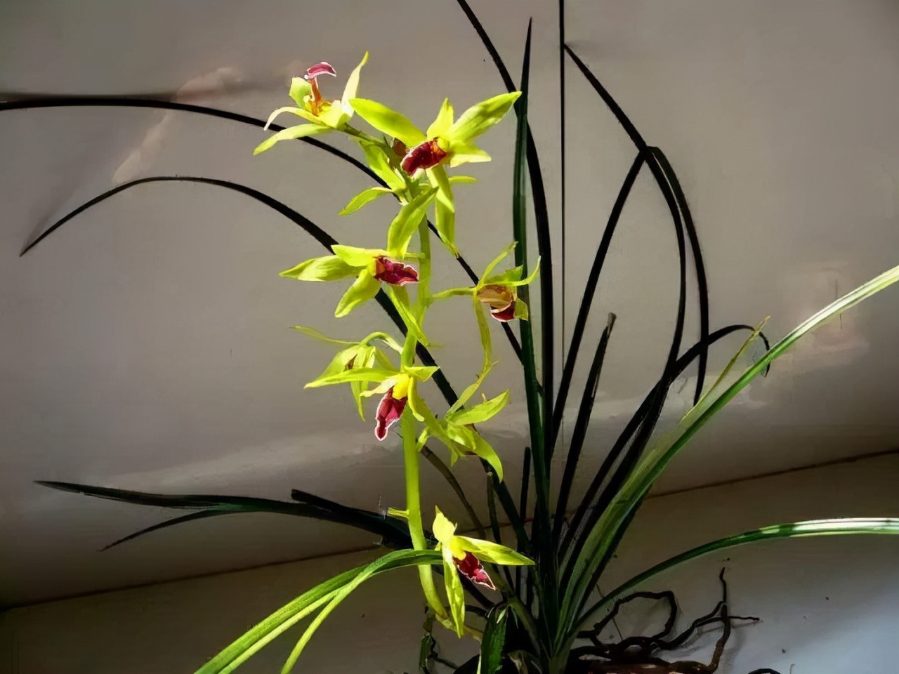 什么兰是最流行的兰花呢,兰花中哪个品种最好看又好养