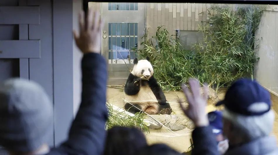 中国快递首次承运大熊猫，顺丰凭啥抢了UPS的活？