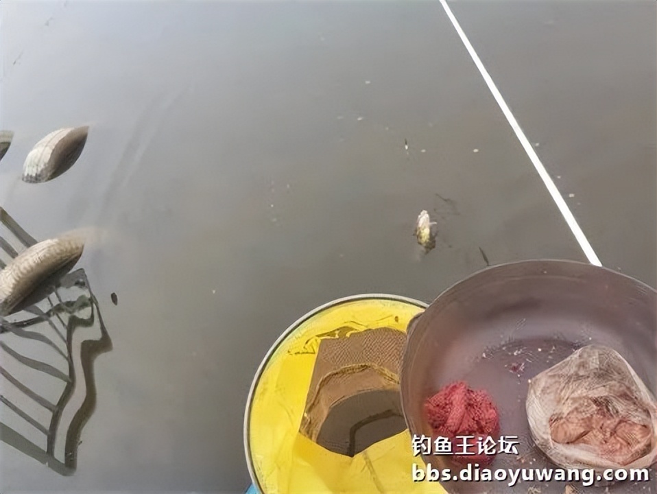 钓鱼王王者风范，拿捏多鱼种轻松
