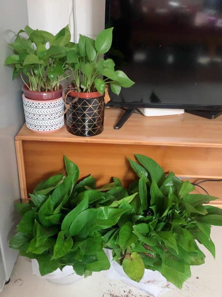 绿萝用什么盆养好,如何养好绿萝才能长的更好