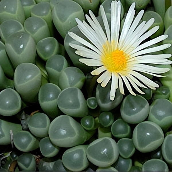 102个大类近500个多肉植物图片，都极其美丽，建议在家中也养一盆