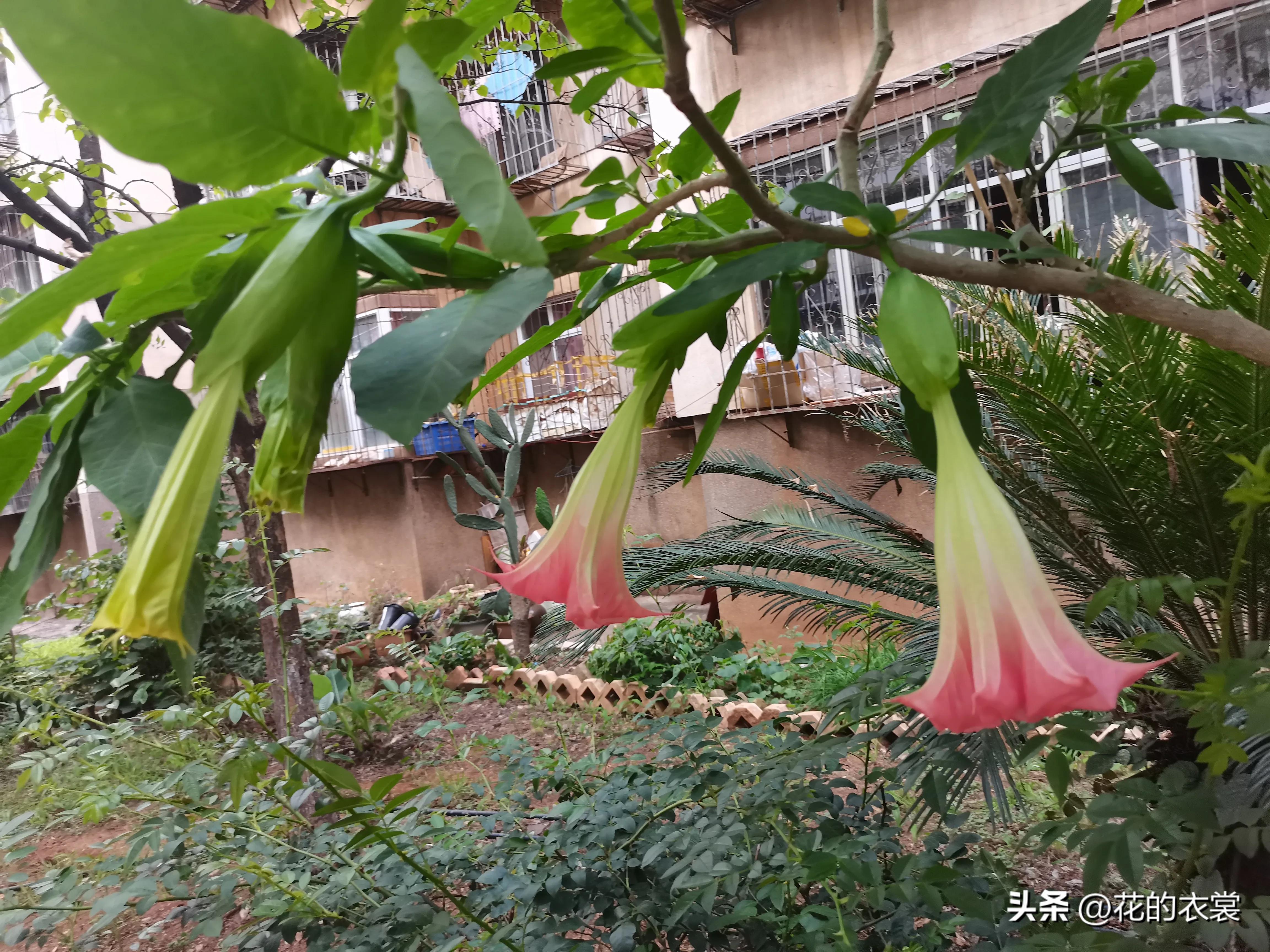 曼陀罗的果实是哪样的,曼陀罗的果子像什么样