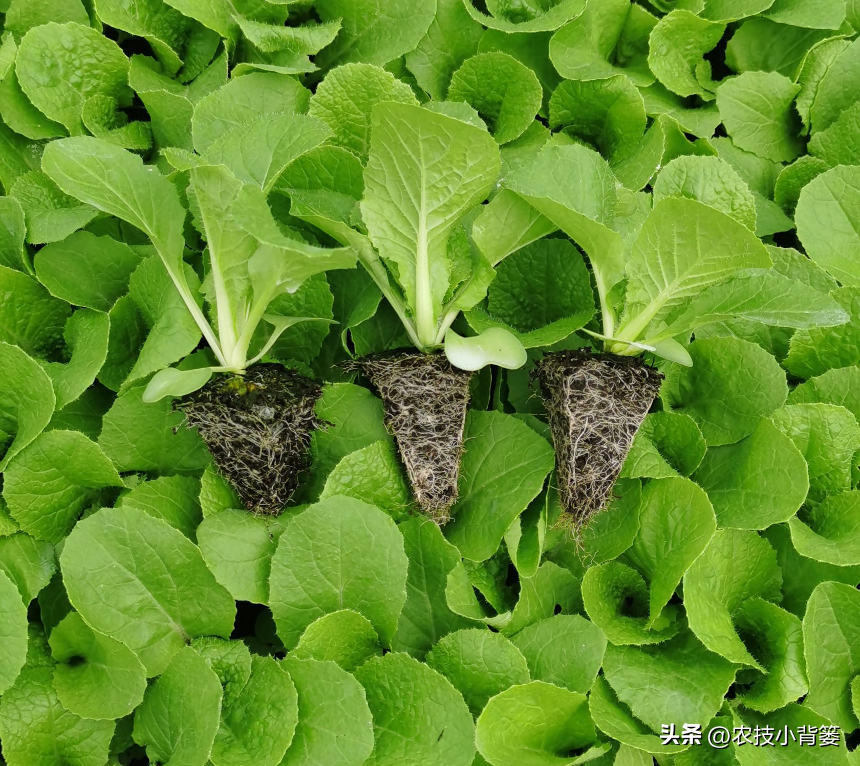 作物旺长怎么办,作物徒长问题及解决方案