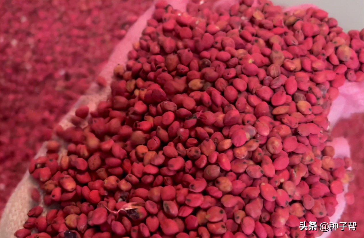 巨型高粱品种,巨型高粱有哪些品种