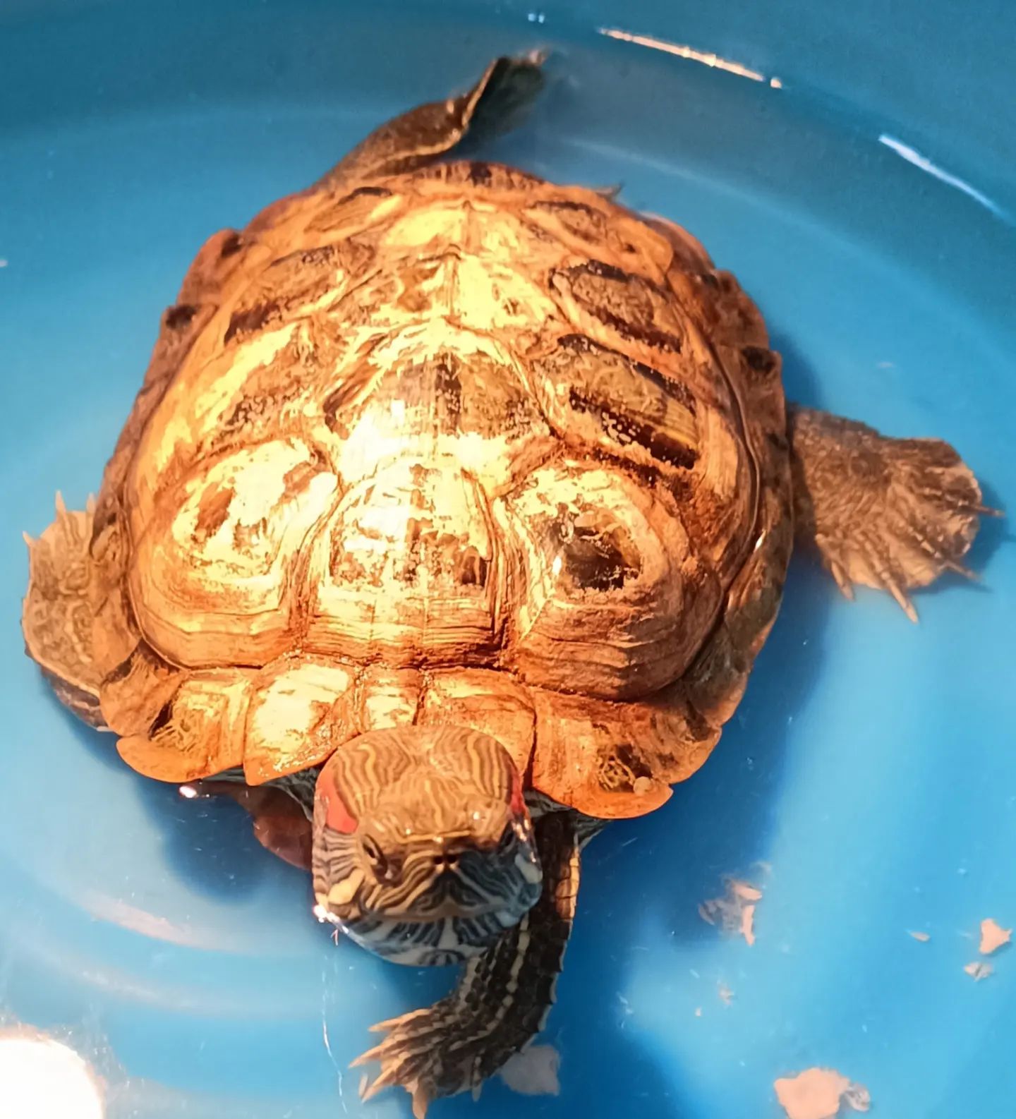 小巴西龟到了冬天怎么养,大型巴西龟冬天养的方法