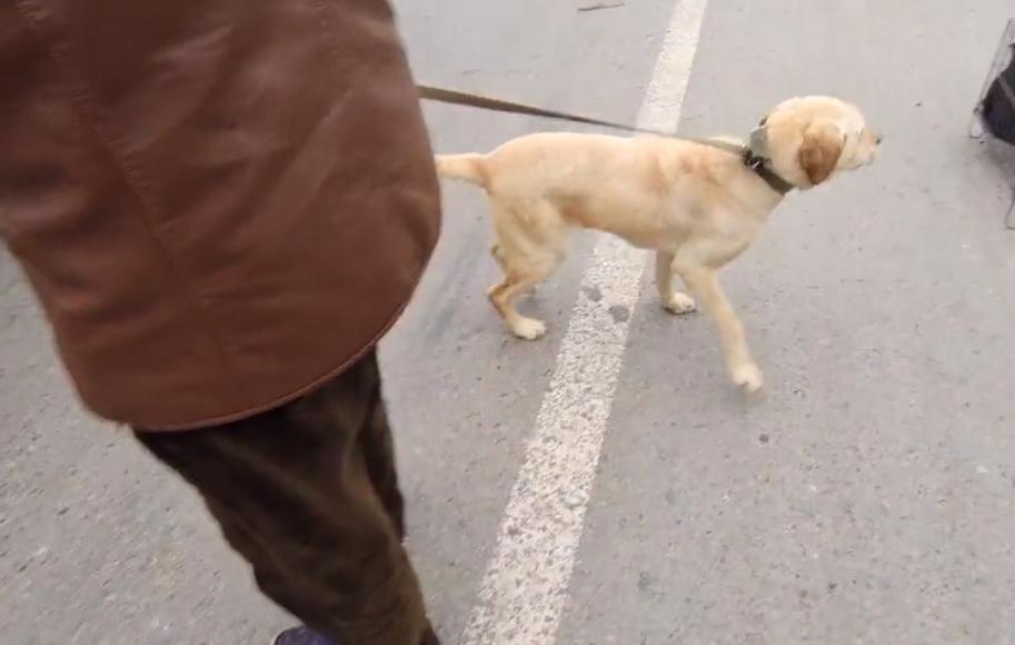 100斤拉布拉多被送到狗市售卖,100多斤的拉布拉多被主人卖了