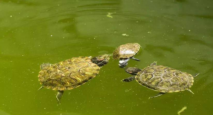 鍖楃編槌勯緹浼氬挰鏂墜鎸囧悧,鏄嗘槑鍙戠幇槌勯緹