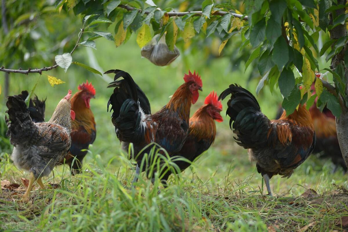 当代年轻人返乡创业做什么,什么是新农人大学生返乡创业