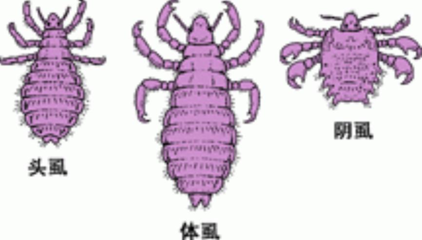 人类全身褪去毛发后，为何只留下了头发、阴毛和腋毛？忘记褪了？