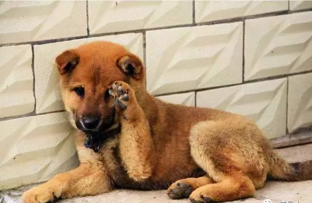 隔壁邻居偷了我家的狗,隔壁邻居偷我家狗